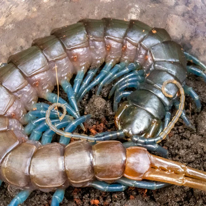 Other Inverts